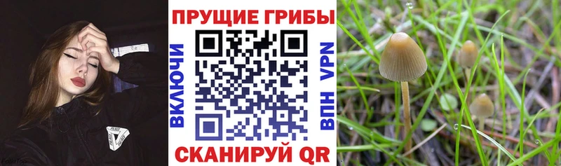 Псилоцибиновые грибы прущие грибы  Рыбинск 